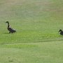 ...två birdies på 17:de? 